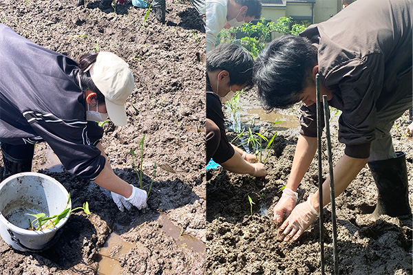 吹田くわい苗植え付けの様子