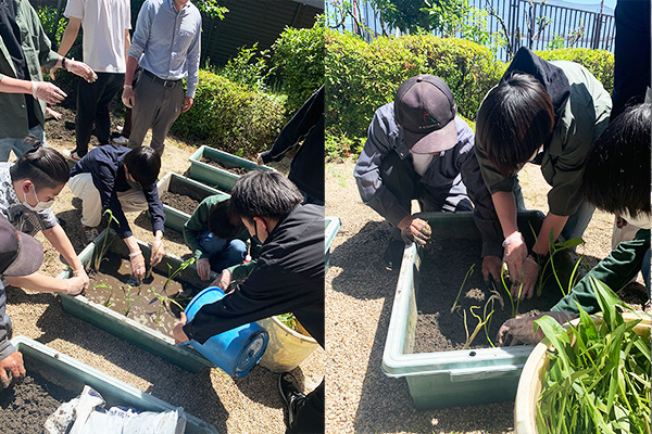 学内栽培の様子