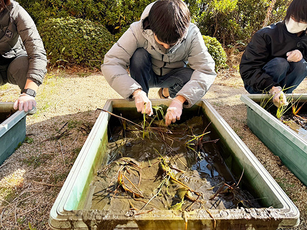 学内栽培した吹田くわいの収穫の様子