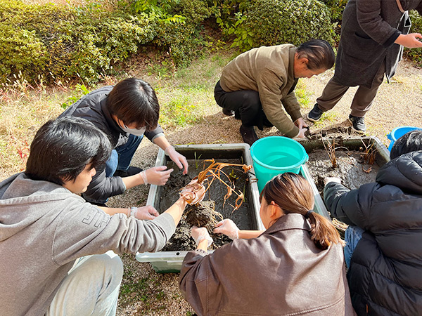 学内栽培した吹田くわいの収穫の様子