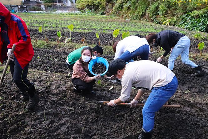 吹田くわい収穫作業の様子