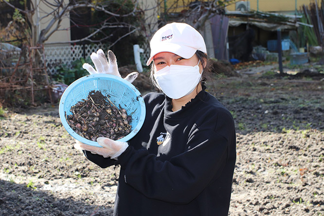 吹田くわい収穫作業の様子