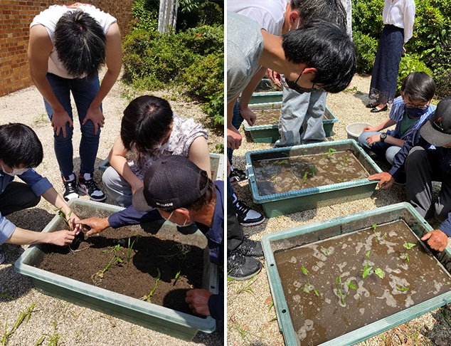 学内栽培の様子