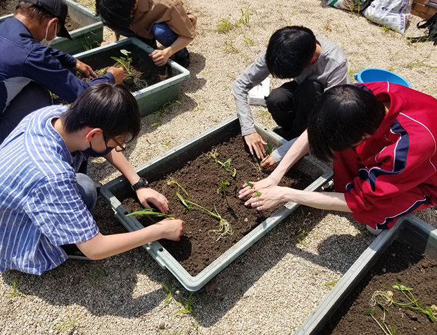 学内栽培の様子