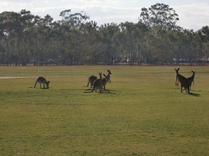 カンガルー