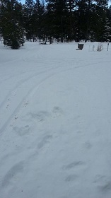 クランブルック雪
