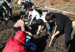 昨年の吹田くわい収穫作業の様子