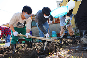 吹田くわいの収穫作業