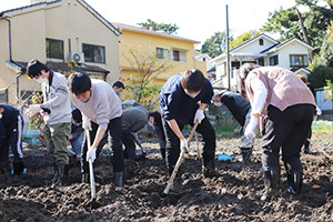 吹田くわいの収穫作業