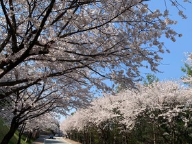桜 1.jpg